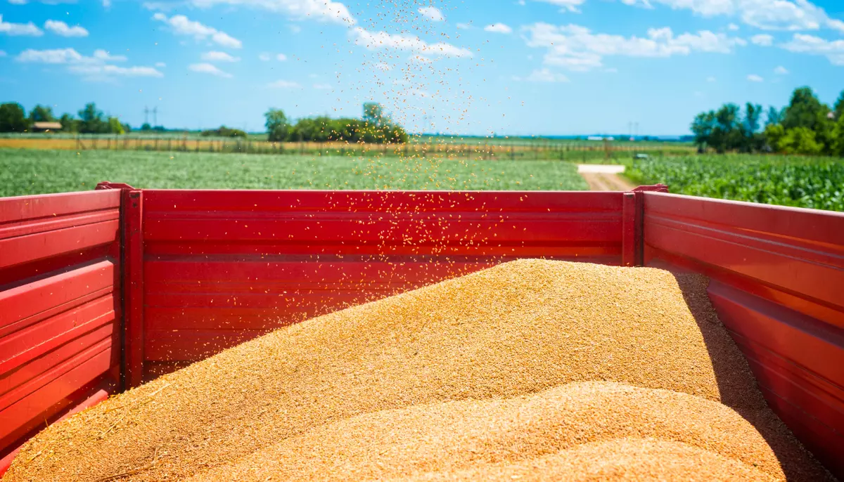 Cumpărătorii de grâu se pregătesc pentru prețuri mai mari pe fondul războiului din Ucraina. Cotațiile au urcat cu 40%