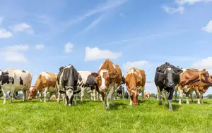 Crescătorii de bovine și porci pot depune cererile pentru sprijin financiar de la 1 septembrie. Bugetul depășește 65 de milioane de euro