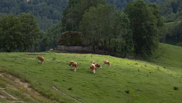 Crescătorii de bovine și bubaline primesc ajutor de la stat. Sprijinul ajunge la 68 de euro pentru fiecare animal