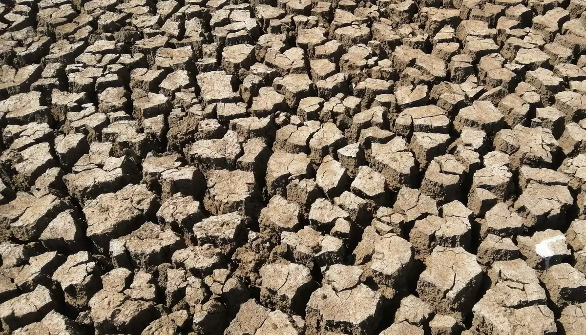 Guvernul pune 304,7 milioane de lei în două plăți pentru agricultură. Seceta și motorina împing factura în sus