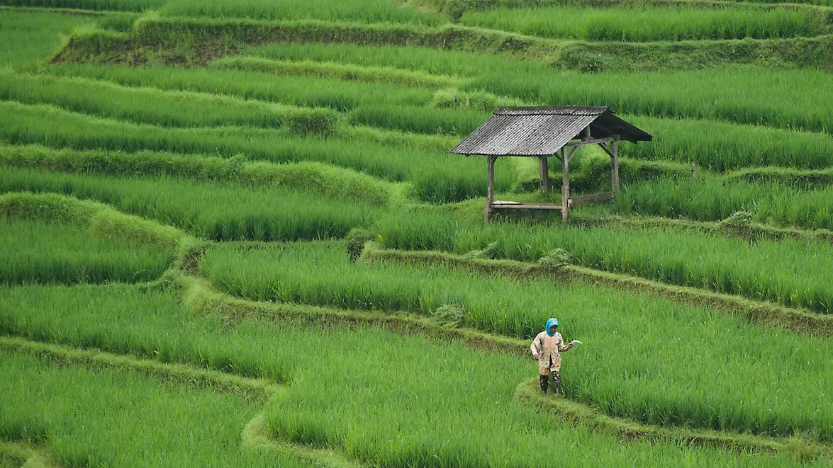 China și SUA își extind comerțul agricol. Beijingul anunță reduceri de tarife și deblocarea accesului pe piața internă