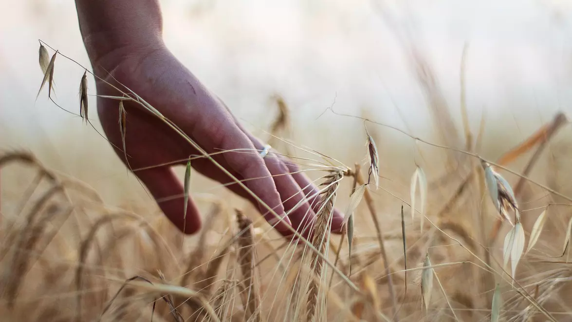 Producția agricolă crește cu 8,5% și ajunge la 115,7 miliarde lei. Sectorul vegetal conduce revenirea