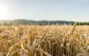 Mai este agricultura românească profitabilă în 2026? 25 de kilograme de grâu costă cât o cafea în oraș
