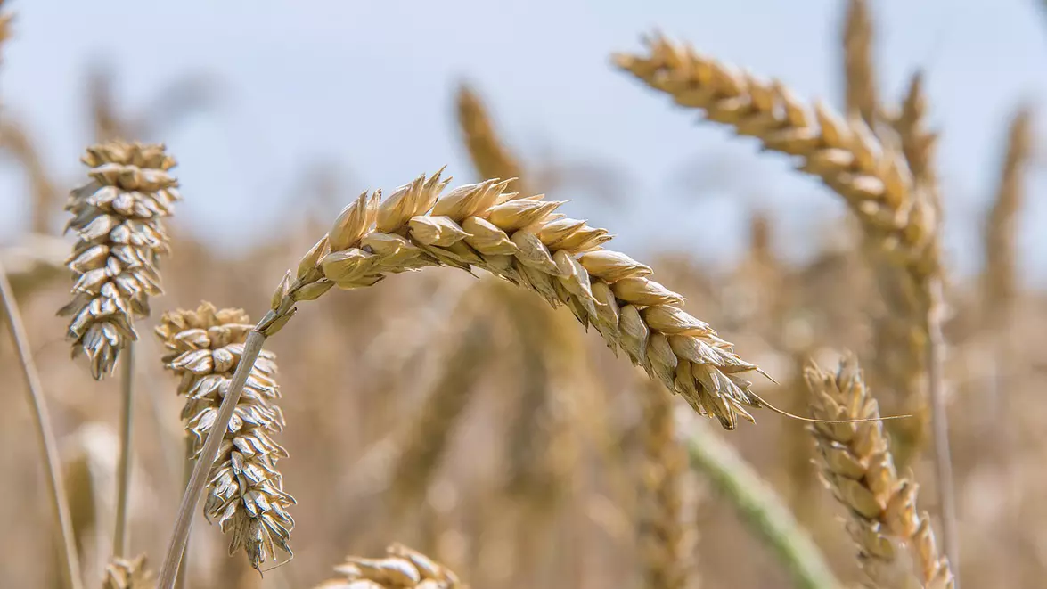 România are una dintre cele mai bune recolte de cereale din Europa. Alimentele s-ar putea scumpi însă în 2027