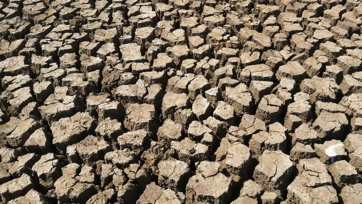 Guvernul pune 304,7 milioane de lei în două plăți pentru agricultură. Seceta și motorina împing factura în sus