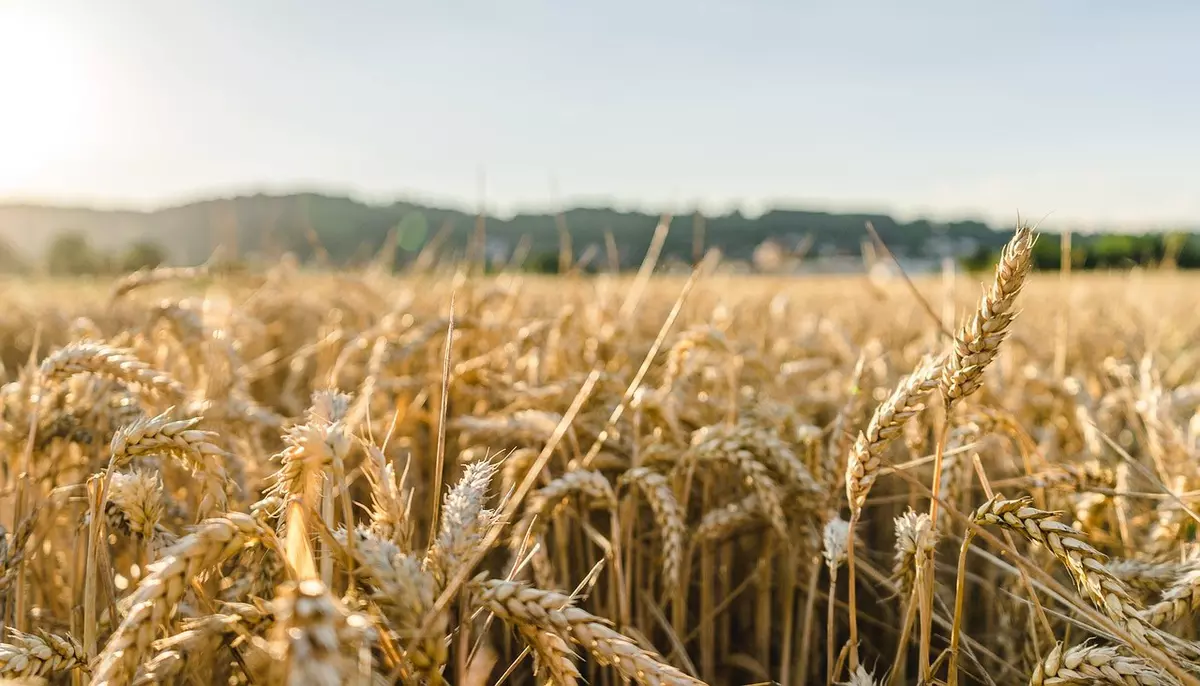 Prețurile produselor agricole înregistrează cea mai mare creștere lunară din ultimii 14 ani. Războaiele și vremea extremă perturbă aprovizionarea