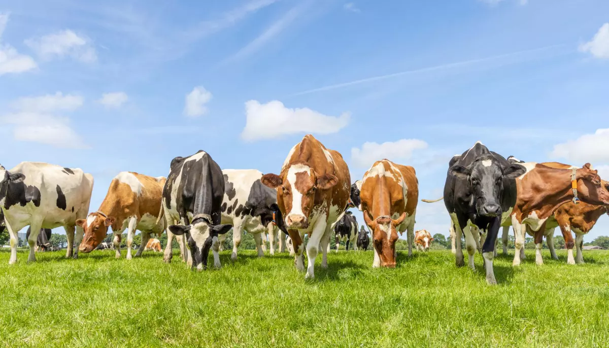 MADR a publicat un nou proiect pentru sprijinirea agriculturii. Fondurile propuse depășesc 180 de milioane de euro