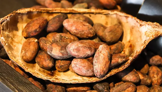 Prețul boabelor de cacao a scăzut cu aproape 70%, dar ciocolata rămâne scumpă. Producătorii pregătesc reduceri, dar numai la anumite produse