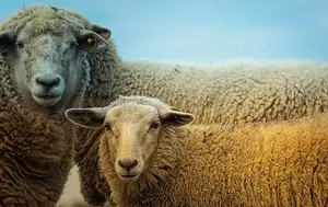 ANSVSA înăsprește regulile pentru crescătorii de ovine și caprine. Măsurile sunt aplicate la nivel național