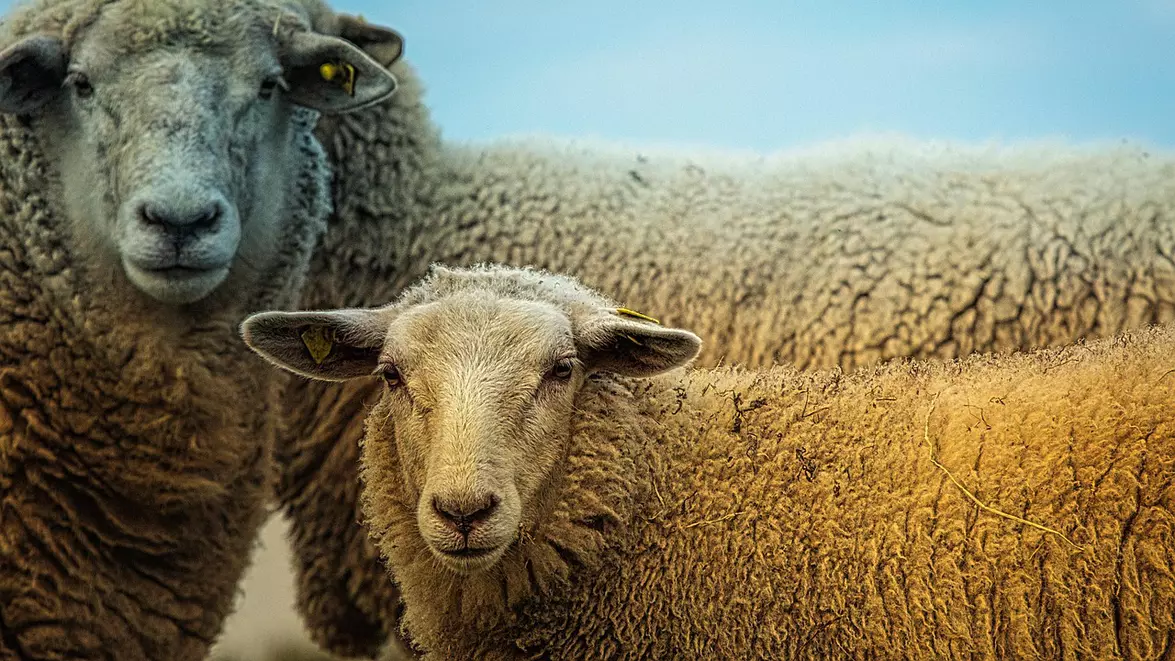 ANSVSA înăsprește regulile pentru crescătorii de ovine și caprine. Măsurile sunt aplicate la nivel național