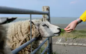 Fermierii pierd 58 de milioane de euro după prelungirea interdicției la exportul de ovine. Crescătorii cer soluții urgente pentru reluarea livrărilor