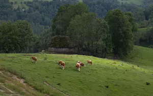 Crescătorii de bovine și bubaline primesc ajutor de la stat. Sprijinul ajunge la 68 de euro pentru fiecare animal