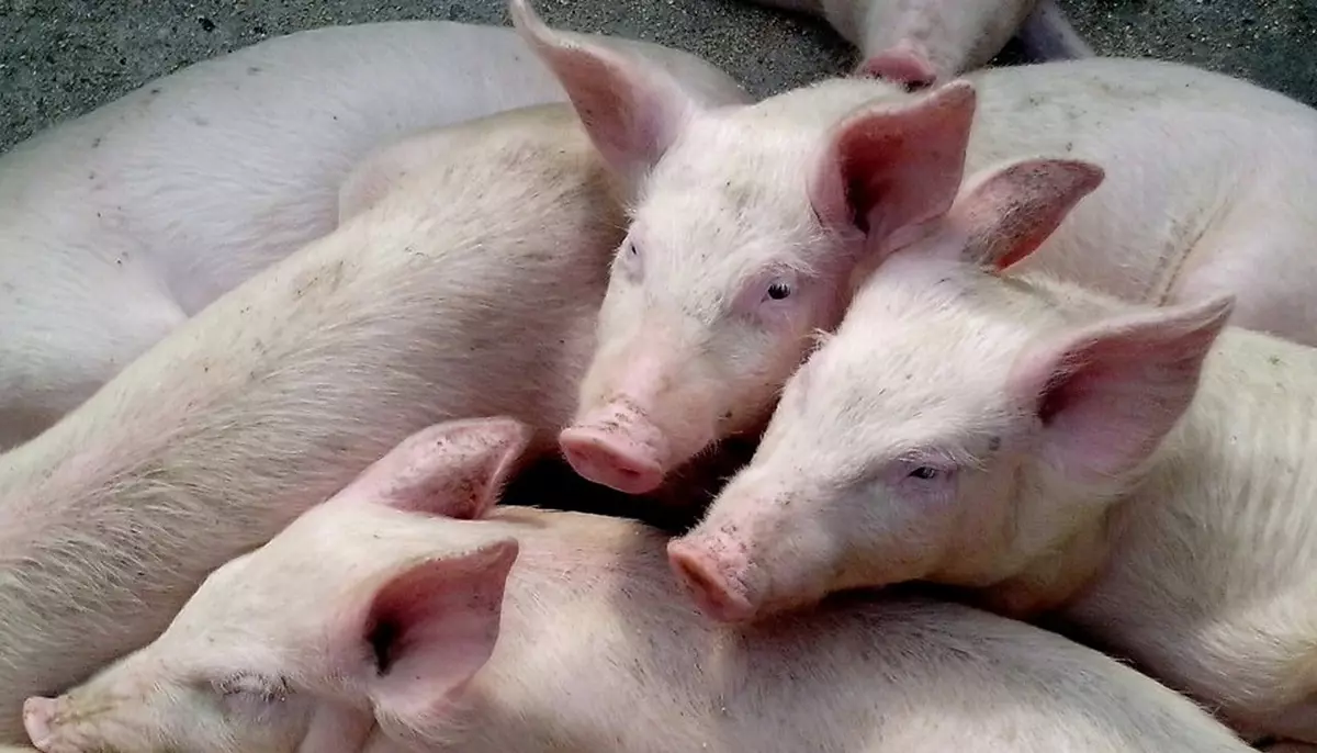 Porcul românesc, un animal pe cale de dispariție? Cum am ajuns să importăm 80% din necesarul de carne