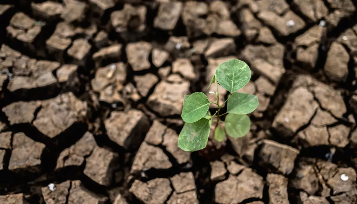 Super El Niño va scumpi mai multe categorii de produse alimentare. Numărul persoanelor afectate de foame ar putea crește cu 45 de milioane