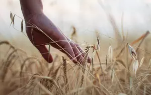 Producția agricolă crește cu 8,5% și ajunge la 115,7 miliarde lei. Sectorul vegetal conduce revenirea