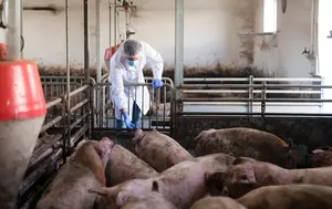 Parlamentul clarifică ajutoarele pentru crescătorii de porci și bovine. Cererile firmelor din sectorul suin pot fi depuse în 10 zile lucrătoare