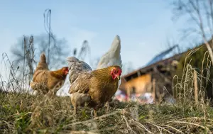 Familia Safir investește 16,5 milioane de euro în platforme avicole din România. Producția companiei ar urma să crească cu 39%