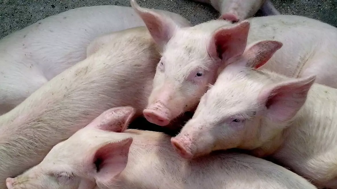 Porcul românesc, un animal pe cale de dispariție? Cum am ajuns să importăm 80% din necesarul de carne
