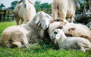 Crescătorii de ovine pot primi 50.000 de euro. Fermele trebuie să aibă minimum 150 de animale