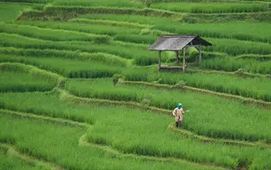 China și SUA își extind comerțul agricol. Beijingul anunță reduceri de tarife și deblocarea accesului pe piața internă