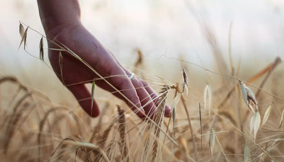Producția agricolă crește cu 8,5% și ajunge la 115,7 miliarde lei. Sectorul vegetal conduce revenirea