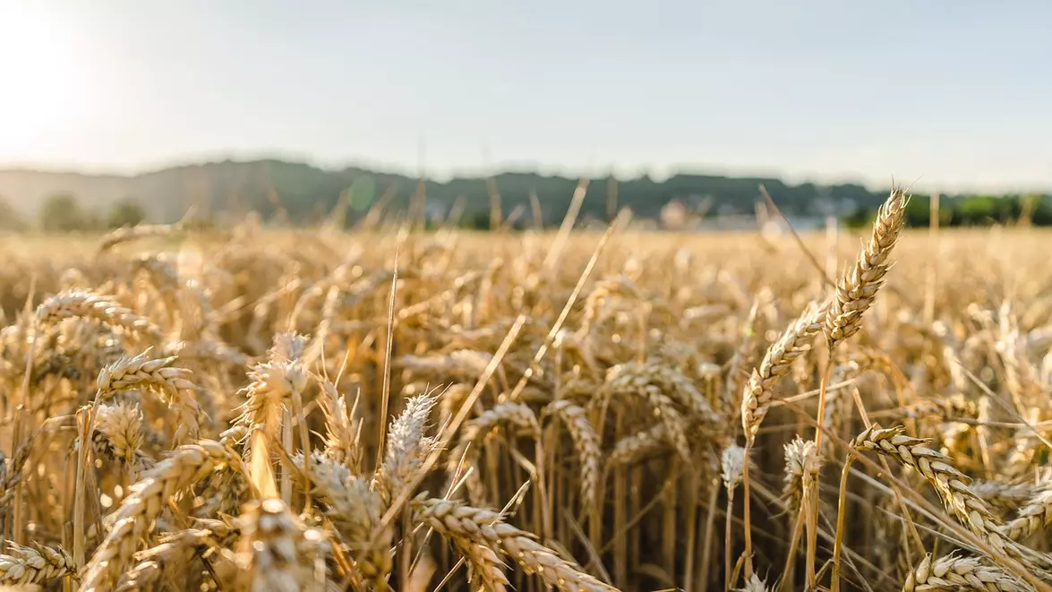 Prețurile produselor agricole înregistrează cea mai mare creștere lunară din ultimii 14 ani. Războaiele și vremea extremă perturbă aprovizionarea