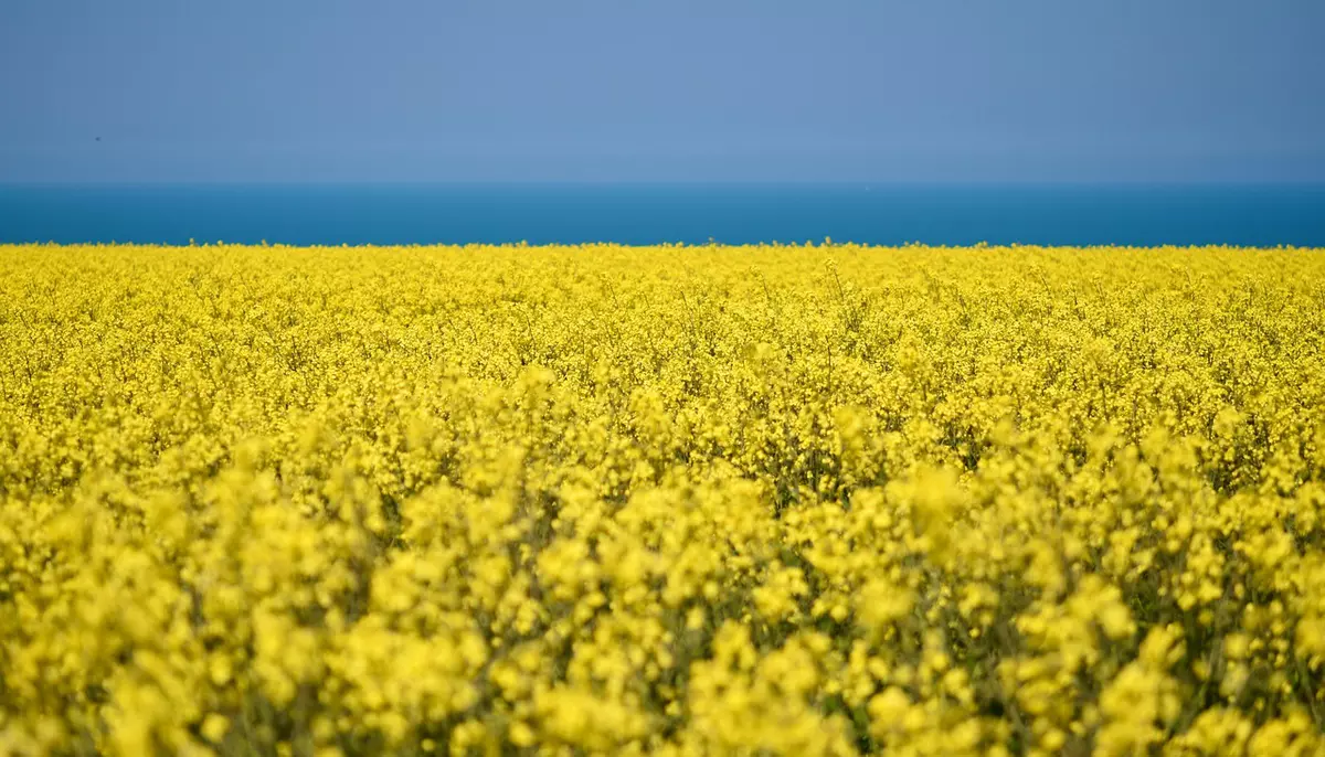 România, pe podiumul european la producția de rapiță. Estimările USDA indică o creștere-record de 40%