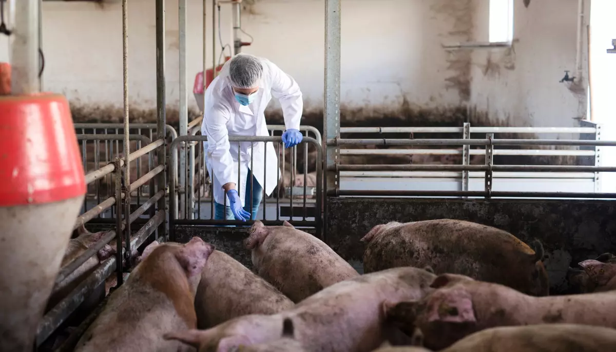 Parlamentul clarifică ajutoarele pentru crescătorii de porci și bovine. Cererile firmelor din sectorul suin pot fi depuse în 10 zile lucrătoare