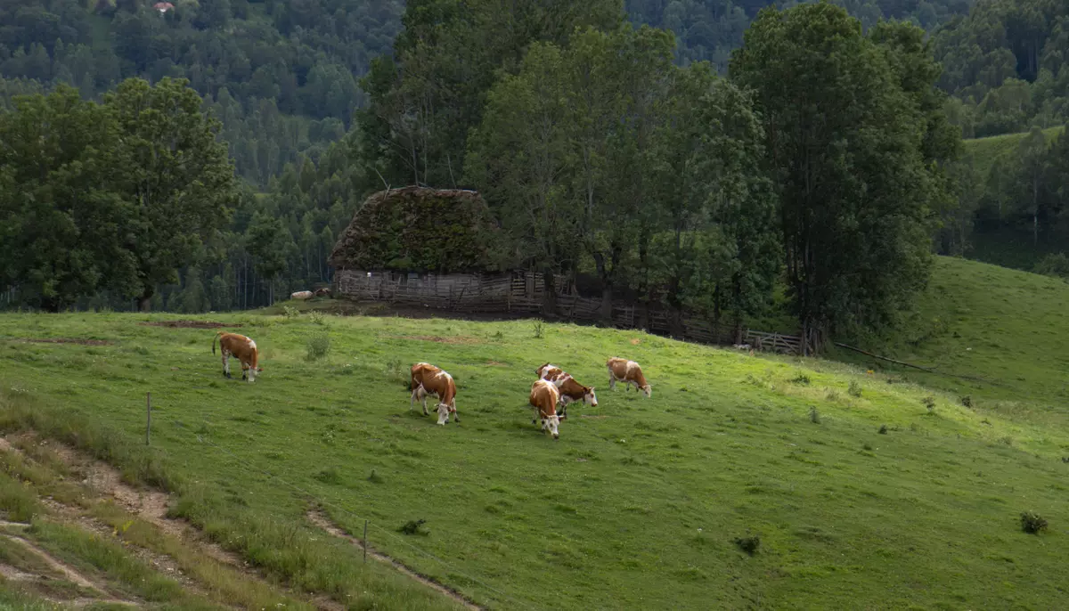 Crescătorii de bovine și bubaline primesc ajutor de la stat. Sprijinul ajunge la 68 de euro pentru fiecare animal