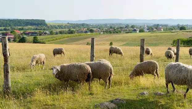 România face demersuri la Bruxelles pentru reluarea exporturilor de ovine și caprine. Planul ANSVSA urmează să fie prezentat pentru aprobare