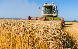 Grâul României pierde 2 milioane de tone. Producția din 2026 este estimată la 10,9