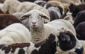 Lovitură pentru fermierii români. Comisia Europeană prelungește interdicția la exportul de ovine și caprine