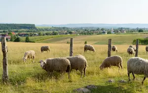 România face demersuri la Bruxelles pentru reluarea exporturilor de ovine și caprine. Planul ANSVSA urmează să fie prezentat pentru aprobare