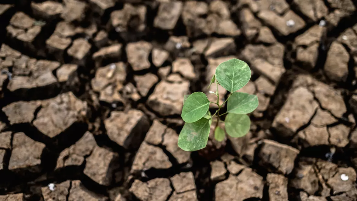 Super El Niño va scumpi mai multe categorii de produse alimentare. Numărul persoanelor afectate de foame ar putea crește cu 45 de milioane