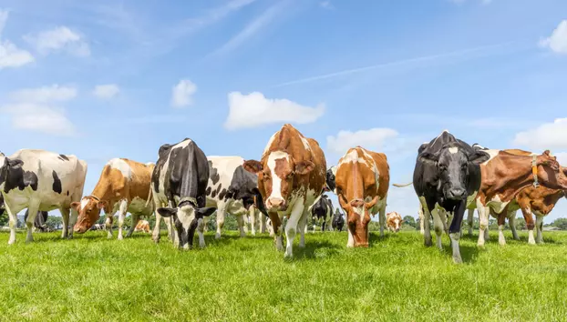Crescătorii de bovine și porci pot depune cererile pentru sprijin financiar de la 1 septembrie. Bugetul depășește 65 de milioane de euro