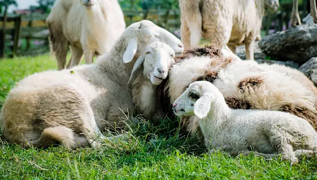 Crescătorii de ovine pot primi 50.000 de euro. Fermele trebuie să aibă minimum 150 de animale