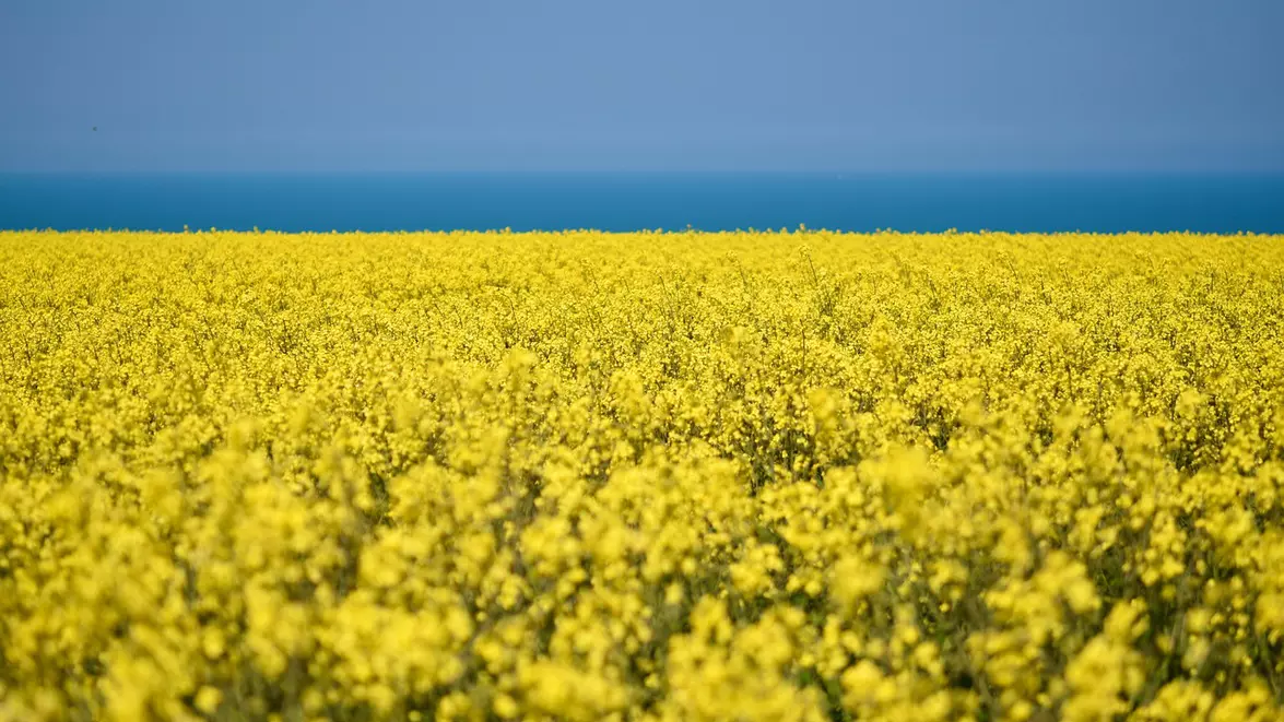 România, pe podiumul european la producția de rapiță. Estimările USDA indică o creștere-record de 40%