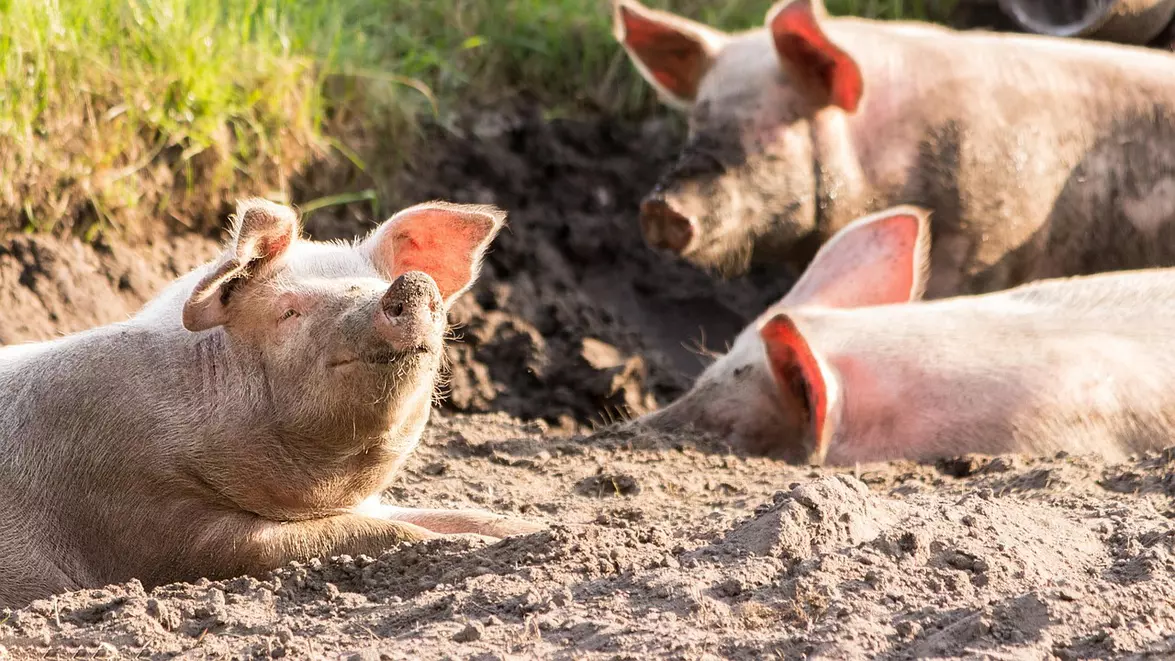 Agrifields, cofondată de antreprenorul libanez Laoun Youssef, ajunge între primii trei crescători de porci din România. Compania a fost înființată în 2024