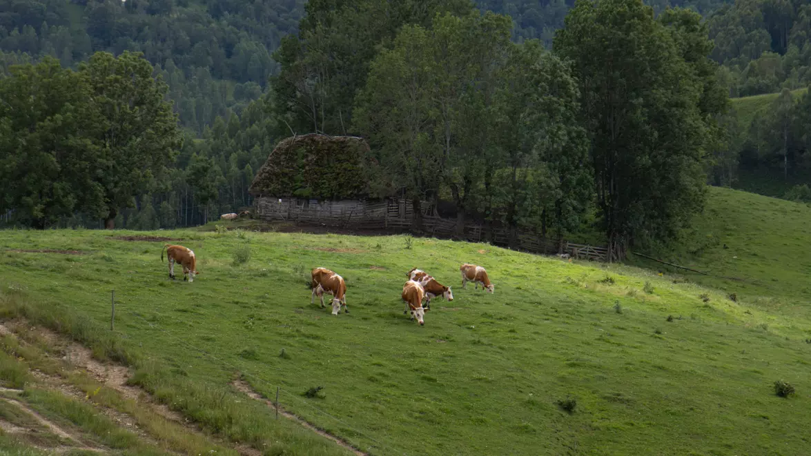 Crescătorii de bovine și bubaline primesc ajutor de la stat. Sprijinul ajunge la 68 de euro pentru fiecare animal