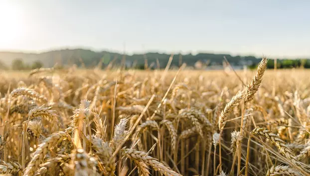 Prețurile produselor agricole înregistrează cea mai mare creștere lunară din ultimii 14 ani. Războaiele și vremea extremă perturbă aprovizionarea