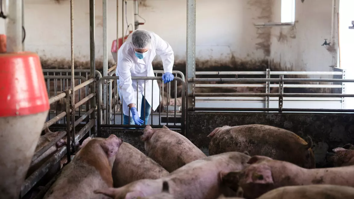 Parlamentul clarifică ajutoarele pentru crescătorii de porci și bovine. Cererile firmelor din sectorul suin pot fi depuse în 10 zile lucrătoare