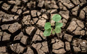 Super El Niño va scumpi mai multe categorii de produse alimentare. Numărul persoanelor afectate de foame ar putea crește cu 45 de milioane