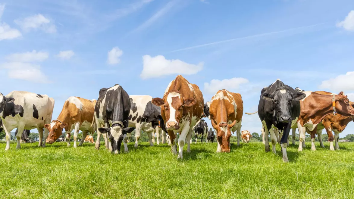 Crescătorii de bovine și porci pot depune cererile pentru sprijin financiar de la 1 septembrie. Bugetul depășește 65 de milioane de euro