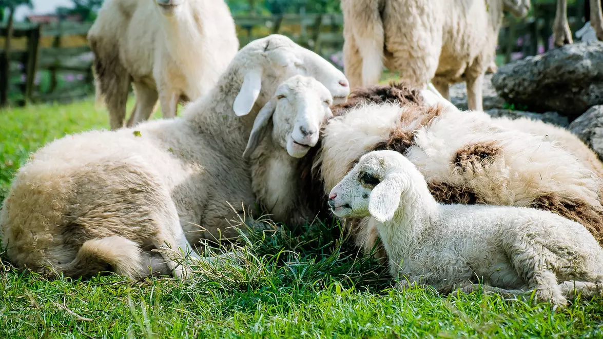 Crescătorii de ovine pot primi 50.000 de euro. Fermele trebuie să aibă minimum 150 de animale