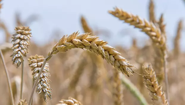 România are una dintre cele mai bune recolte de cereale din Europa. Alimentele s-ar putea scumpi însă în 2027