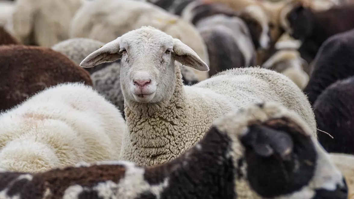 Lovitură pentru fermierii români. Comisia Europeană prelungește interdicția la exportul de ovine și caprine