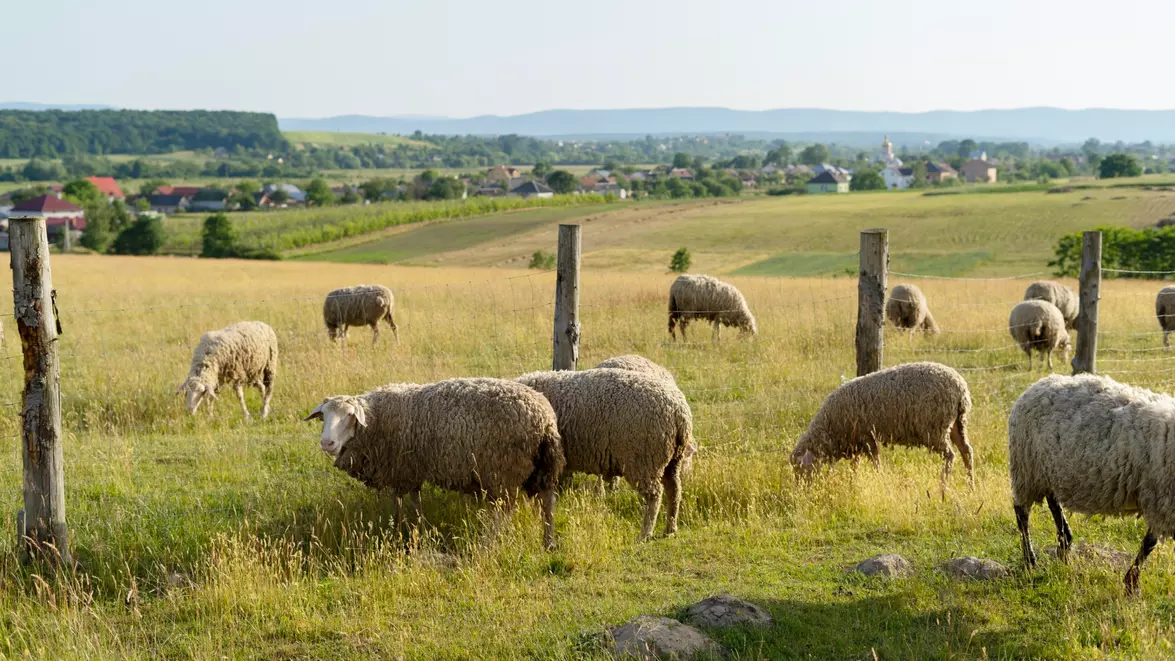 România face demersuri la Bruxelles pentru reluarea exporturilor de ovine și caprine. Planul ANSVSA urmează să fie prezentat pentru aprobare